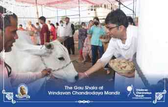 Gau Shala at Vrindavan Chandrodaya Mandir