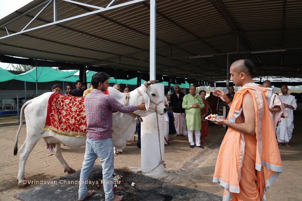 Gopashtami festival at Surabhi Gaushala